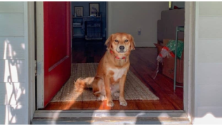 Un chien assis attend que son maître rentre sur le pas de la porte