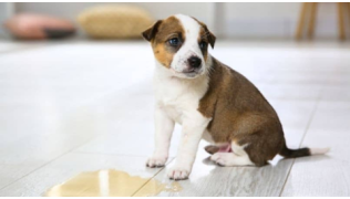 Un chiot qui apprend la propreté assis dans un salon à côté d'une flaque de pipi