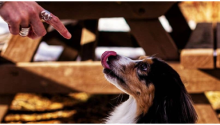 Un chien de race Berger des Shetland se fait disputer par sa maîtresse