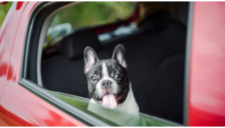 Un chien est assis à l'arrière dans une voiture rouge et tire la langue