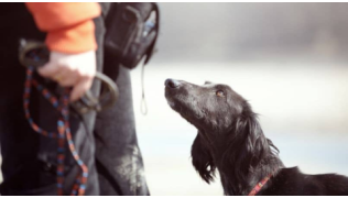 Un chien noir regarde un comportementaliste canin pendant une séance d'éducation