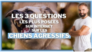 L'éducateur canin Tony Silvestre à côté d'un chien agressif qui aboie dans un parc