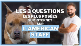 L'éducateur canin Tony Silvestre à côté d'un American Staff en train de courir