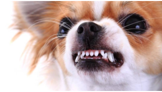 Un chien Chihuahua fait de la protection de ressource en montrant les dents