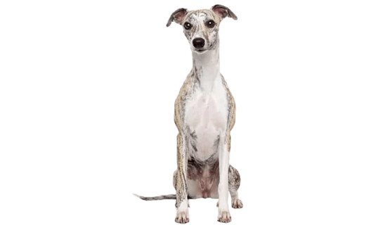 Le Whippet, un chien sportif au tempérament calme