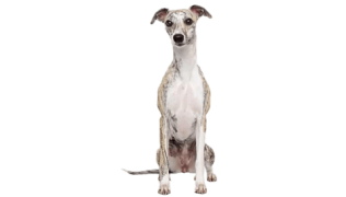 Le Whippet, un chien sportif au tempérament calme