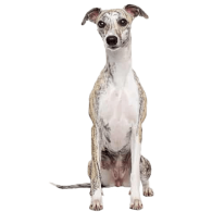 Le Whippet, un chien sportif au tempérament calme