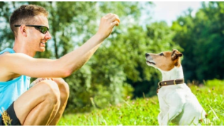 Un maître travaille le refus d'appât avec son chien Jack Rusell pour lui apprendre à mieux gérer ses émotions