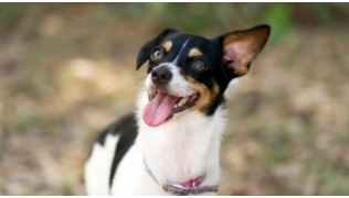 Un chien foufou ne sachant pas gérer ses émotions regarde son maître