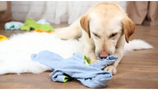 Un chien de race Labrador qui n'arrive pas à se canaliser mange un vêtement