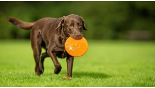 Un chien de race Labrador se balade avec son jouet dans un pré et le rapporte à son maître