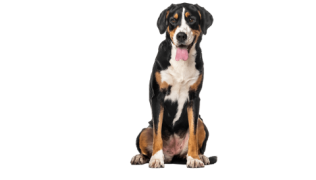 Le Grand Bouvier Suisse, un chien sensible dans un corps de géant