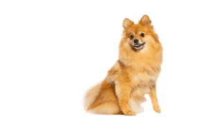 Le Spitz Allemand nain, un petit chien vif et intelligent