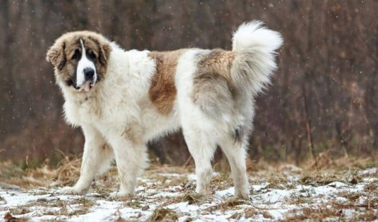 Un chien décisionnaire de race Montagne des Pyrénées se balade dans la neige