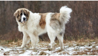 Un chien décisionnaire de race Montagne des Pyrénées se balade dans la neige