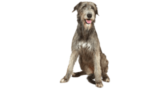 L’Irish Wolfhound (Lévrier Irlandais) : un géant avec un cœur de sensible