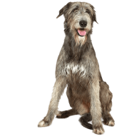 L’Irish Wolfhound (Lévrier Irlandais) : un géant avec un cœur de sensible