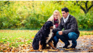 Un couple caresse son chien Bouvier Bernois pendant un exercice à deux