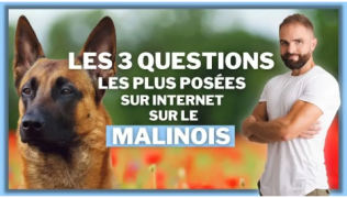 L'éducateur canin Tony Silvestre à côté d'un Malinois assis dans un champ de fleurs
