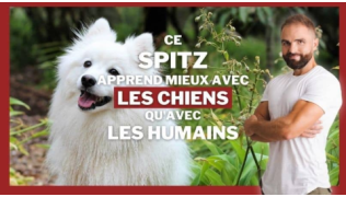 L'éducateur canin Tony Silvestre debout à côté d'un chien de race Spitz Japonais assis dans une forêt