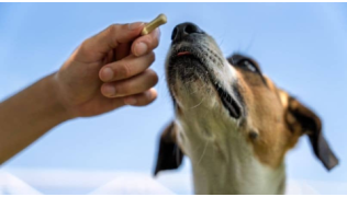 Un maître tend une friandise à son chien pour réaliser un exercice améliorant la relation