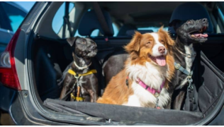 Trois chiens, dont un Berger Australien, assis dans le coffre d'une voiture