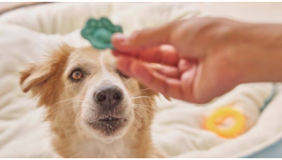 Un chien apprend le pas toucher sans commettre d'erreurs