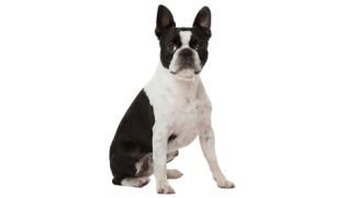 Le Boston Terrier, un petit molosse joyeux