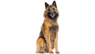 Le Berger Belge Tervueren, un chien polyvalent et sensible