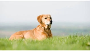 Un chien couché dans l'herbe améliore son pas bouger lors d'un exercice facile