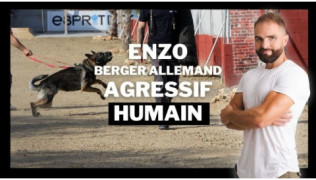 Tony Silvestre à côté d'un chien de race Berger Allemand agressif humain en train d'attaquer