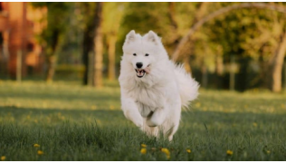 Un chien de race Samoyède revient au rappel lors d'un exercice facile