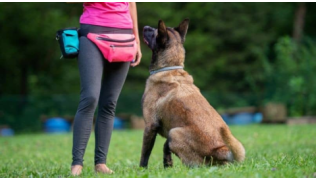 Une maîtresse éduque son chien Malinois avec une pochette à friandises