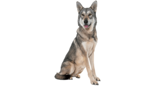 Le Chien-loup de Saarloos, une race de chien pour une famille à l’écoute
