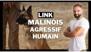 L'éducateur canin Tony Silvestre de tient à côté d'un chien Malinois agressif humain