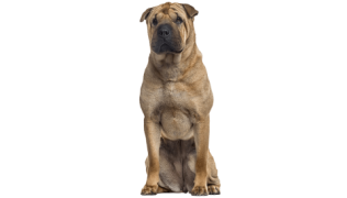 Le Shar Pei (ou Sharpeï) : un chien ancestral à plis
