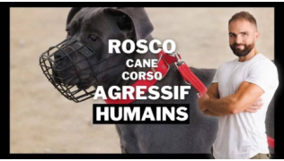 L'éducateur canin Tony Silvestre se tient debout à côté d'un Cane Corso agressif humains