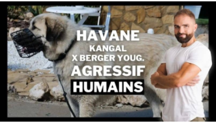 L'éducateur Tony Silvestre se tient à côté d'un Kangal croisé Berger Yougoslave agressif humains