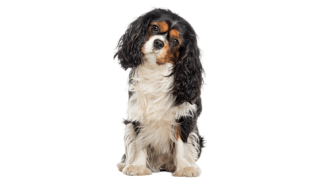 Le Cavalier King Charles, un chien affectueux et facile à vivre !