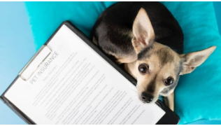 Dois-je prendre une assurance santé (mutuelle) pour mon chien ?