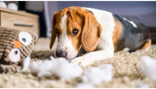 Un chien Beagle anxieux et destructeur qui détruit sa peluche sur un tapis