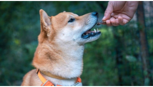 Un maître tend une friandise à son chien de race Shiba Inu pour récompenser son non