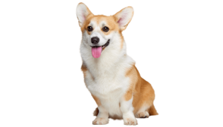 Le Corgi, un petit chien de berger avec le mental d’un grand