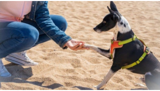 Une maîtresse fait faire un exercice d'éducation à son chien assis sur une plage