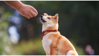 Un Shiba apprend le pas toucher avec son maître