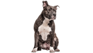 L’American Bully : un chien joueur non reconnu