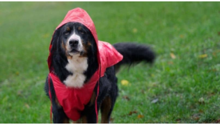 Un chien Bouvier Bernois avec un anorak rouge sous la pluie