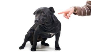 Un maître fait paniquer son chien à force de trop utiliser le mot "non"