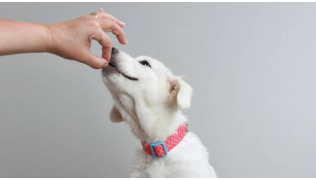Une maîtresse utilise un leurre pour éduquer son chien Labrador blanc