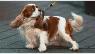 Un chien Cavalier King Charles apprend la marche en laisse avec un harnais